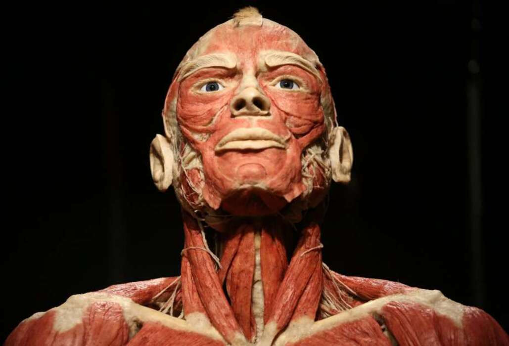 Body Worlds