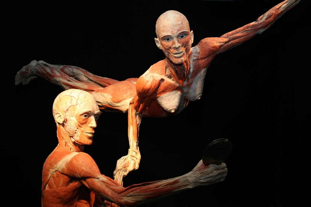 Body Worlds