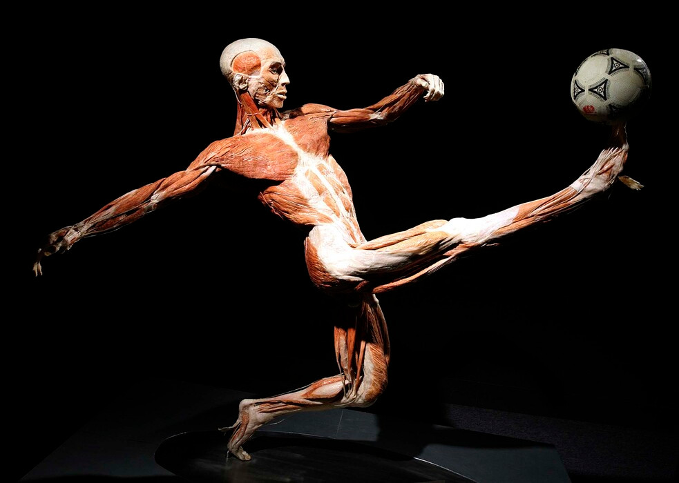 Body Worlds